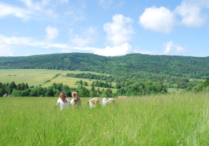 Beskid Niski