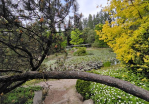 Widok na staw w Arboretum