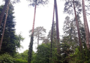 Arboretum