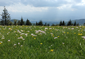 Gorce