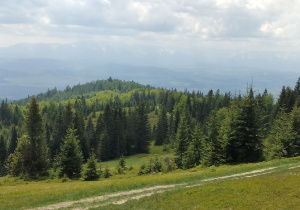 Gorce