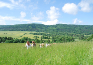 Beskid Niski