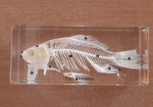 model szkieletu ryby