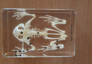 model szkieletu żaby
