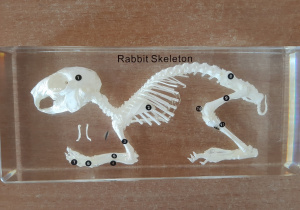model szkieletu królika