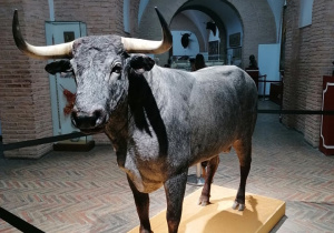 Torro- byk w arenie Plaza de Toros de la Real Maestranza de Caballería de Sevilla